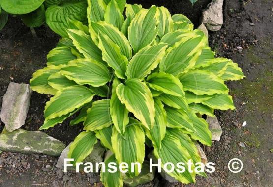 Hosta Peedee Laughing River